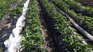 Самый простой капельный полив самотёком . Как сделать.#капельныйполив #самотёк #клубника