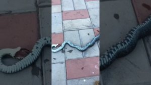 Змея заползла во двор и пострадала