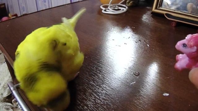 Приветы от попугая Чики! ЭНЕРГИЧНЫЙ ВОЛНИСТЫЙ ПОПУГАЙ ИГРАЕТ! Попугай и пинкипай! смотреть онлайн