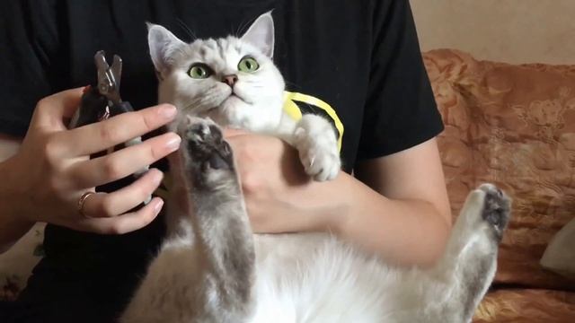 Стрижка когтей Фине и Поршу смотреть онлайн