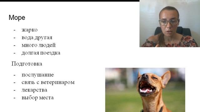 Нужно ли брать собаку в поход? На дачу? Как подготовить собаку к отпуску.Важные правила безопасност смотреть онлайн