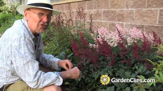 Astilbe - Goat's Beard - False Spirea - Good shade plant - flowering perennial смотреть онлайн