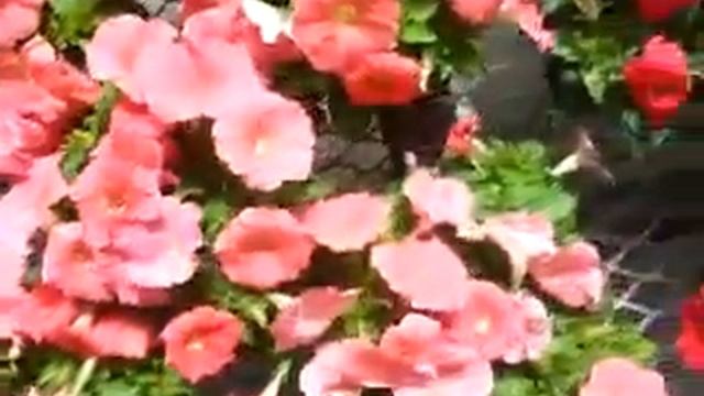 2014 Spring Trials: Syngenta Damask Multiflora Petunia Compact смотреть онлайн