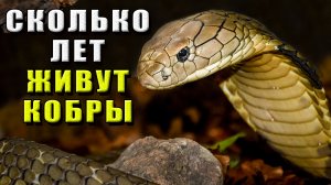 Сколько живут кобры
