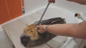 КОТОКУПАЛЬНИК для фиксации кошки и защиты от царапанья во время купания