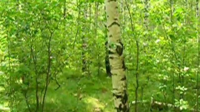 Прогулка по лесу. 1/2 смотреть онлайн