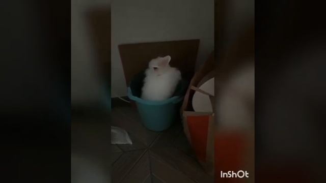 ангорский кролик смотреть онлайн