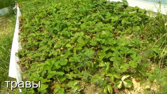 Сад и Огород. Клубника без грядок, среди травы - Кушнаренко Марзия смотреть онлайн