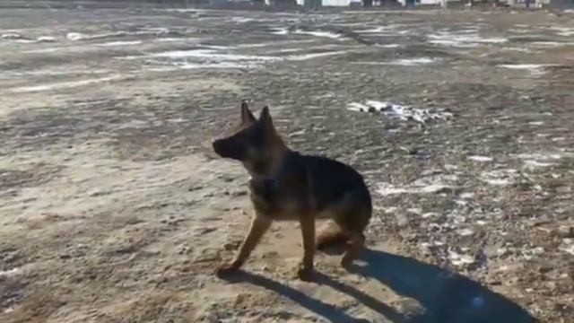 Дрессировка собак в Атырау/номер87012184683 смотреть онлайн