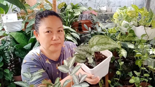 Vlog #83: Update sa Recently Repotted Plants and May new leaves na! (May 25, 2021) смотреть онлайн