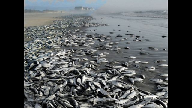 Экология микроорганизмов.Синтия- бомба замедленного действия смотреть онлайн