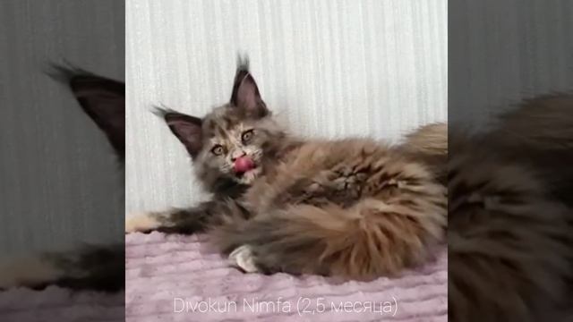 Нимфа (Divokun Nimfa) 2,5 месяца. Кошка Мейн кун окрас голубокремовая черепаха смотреть онлайн