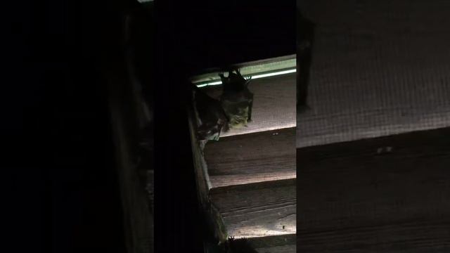 Bat control Minneapolis St.Paul / nursing bat colony in attic vent inspection смотреть онлайн