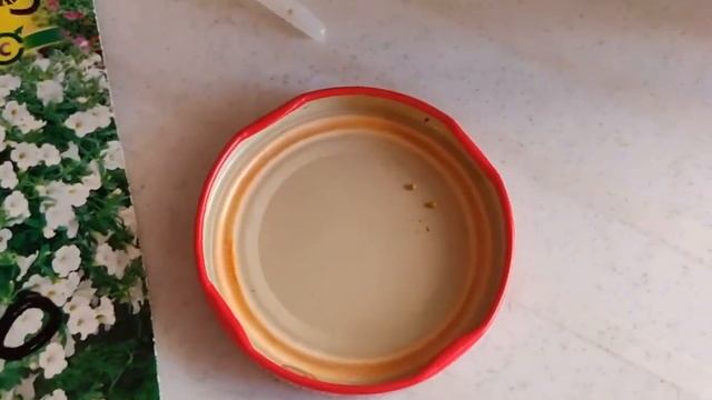 Посев калибрахоа. Выращиваем из семян. смотреть онлайн