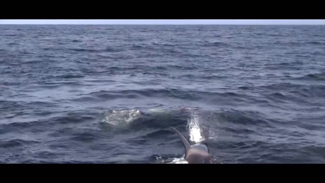 Косатка супер хижак Пізнавальне відео про косатку для дітей смотреть онлайн