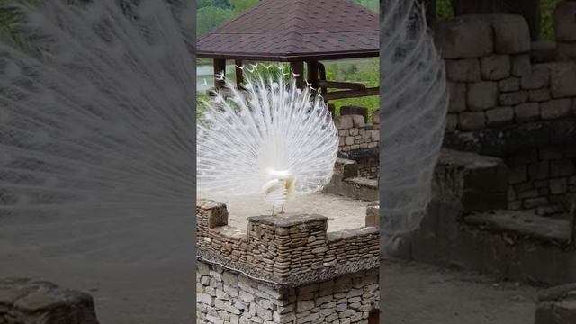 Сочи рест Амшенский двор Красавчик Белый павлин май 2019 смотреть онлайн