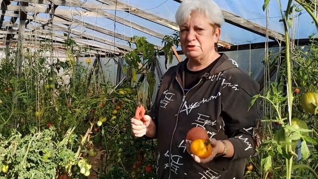 Когда сажать клубнику? Чем заправить почвогрунт в теплице? Когда снимать яблоки? Когда срезать пион смотреть онлайн