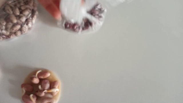 Эксперимент с фасолью. Стопроцентная всхожесть семян смотреть онлайн