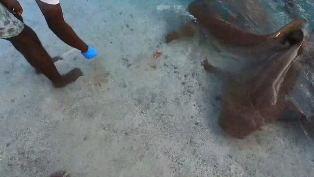 SHARK FEEDING AT RIHIVELI MALDIVES RESORT.#MALDIVES#SHARK FEEDING#TOURISM смотреть онлайн