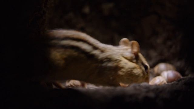 Cheeky chipmunks steal nuts from neighbours to stock for winter смотреть онлайн