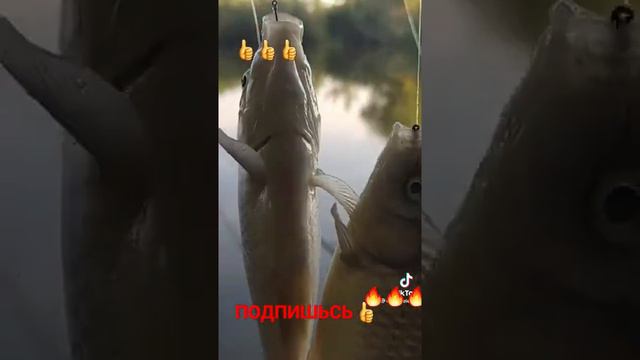 ⚡Рыбалка Супер насадка. Карась, смотреть онлайн