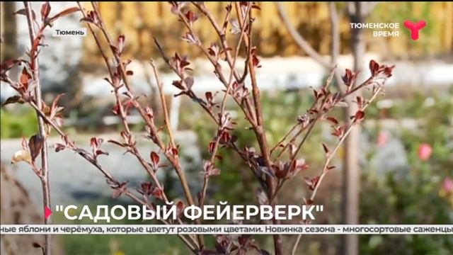 В студии «Зелень» проводится садовая выставка