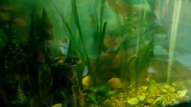 Лов рыбы в аквариуме