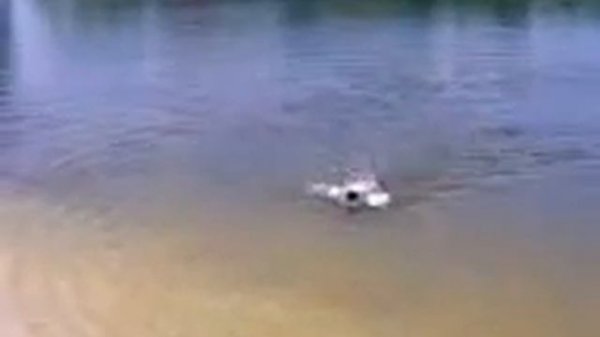 Такса плавает