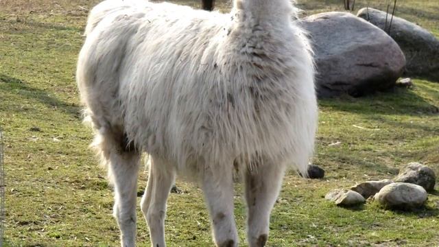 Лама - интересные факты смотреть онлайн