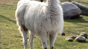 Лама - интересные факты