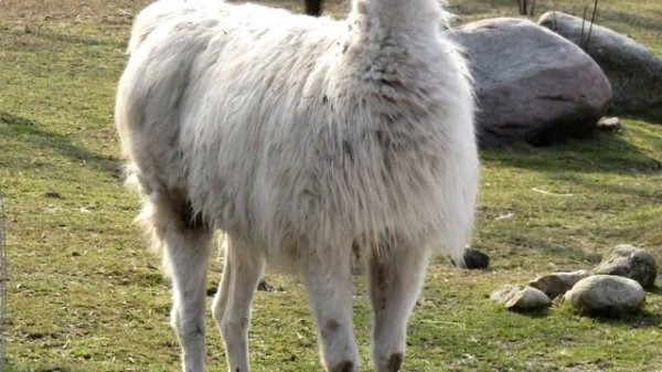 Лама - интересные факты