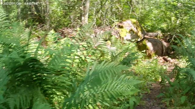 Как мы собирали грибы и что из этого вышло