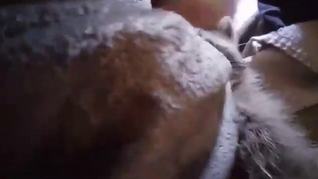 Tired Trash Panda смотреть онлайн