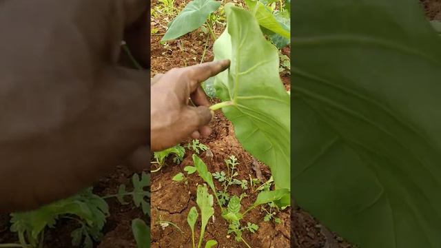 Difference between Arbi and Gaint Taro Elephant ear in Kannada | Farmers Nest смотреть онлайн