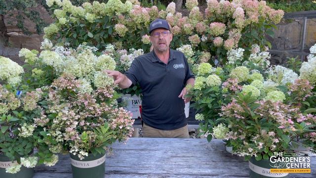 Let's Talk Hydrangea Paniculata, Fave Flowering Shrub 🏵️ Garden Guru Sean at The Gardener's Center смотреть онлайн