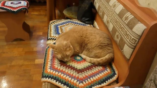 От мяса кошки глохнут..:)))) смотреть онлайн