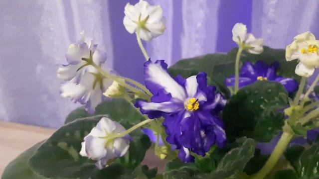 Обзор цветущих фиалок. Химера Jenny's delight. смотреть онлайн