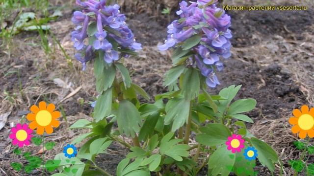 Хохлатка. Краткий обзор, описание характеристик, где купить рассада corydalis Pinyin смотреть онлайн