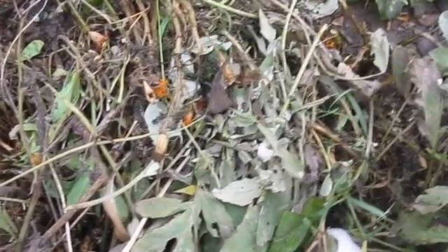 Жаба устроилась на зимовку смотреть онлайн