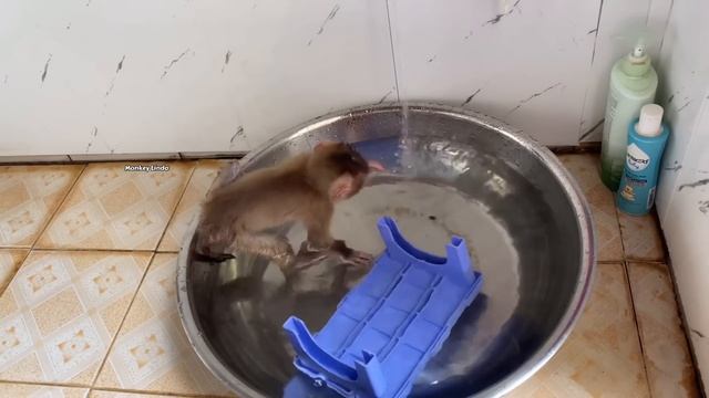 Monkey Linda Hid From Her Mother To Go Swimming But Was Discovered