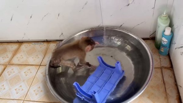 Monkey Linda hid from her mother to go swimming but was discovered