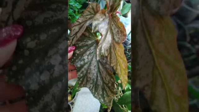 #short #бегония смотреть онлайн