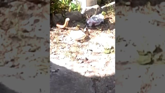 Змея в Туапсе смотреть онлайн