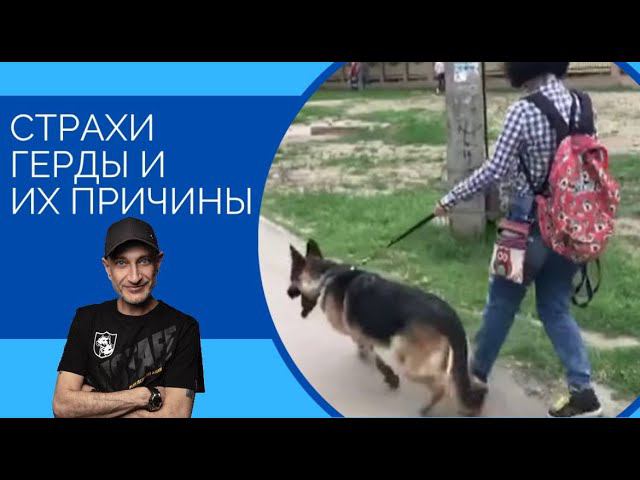 СТРАХИ Герды и их основные причины(Немецкая Овчарка) смотреть онлайн