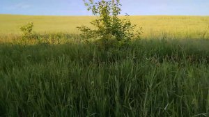 Как образуются овраги и что нужно с этим делать!