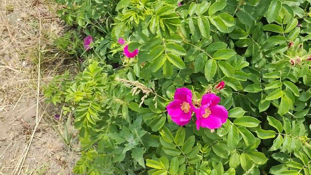 Шмель труженик смотреть онлайн