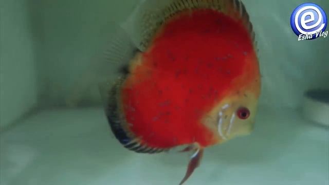 TWIN DISCUS FARM BEKASI смотреть онлайн
