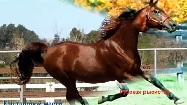 Основные породы лошадей смотреть онлайн