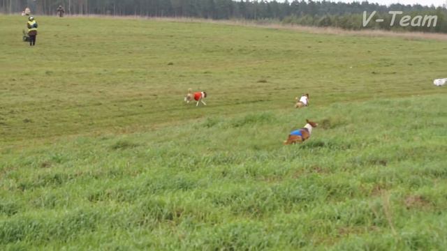 Басенджи SALONGA VASCO DA GAMA (красн) - ФЛ ДЖАБАР (син) - ФЛ ФЕНИКС (бел). ЧРКФ.17.09.2016. смотреть онлайн