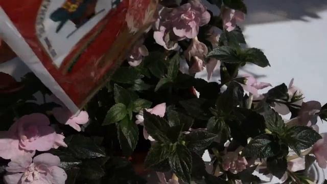 Вредители ахименесов: паутинный клещ. Как легко и просто справиться. смотреть онлайн